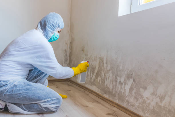 Licensed Basement Mold Remediation service in Riviera Beach, FL - 24 Hour Mold Removal