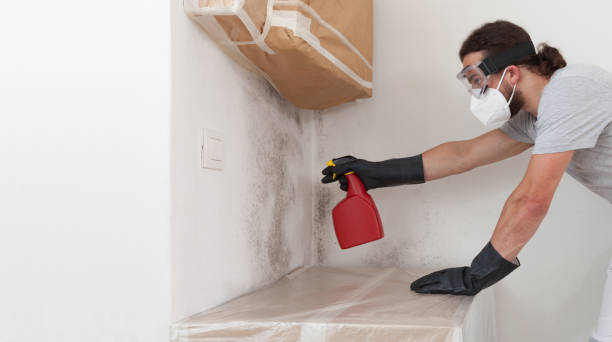Professional Basement Mold Remediation technician working in Riviera Beach, FL